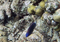 Pomacentrus bankanensis