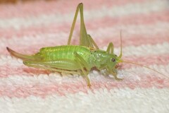 Meconema meridionale