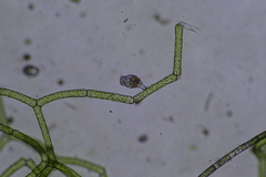 Rotifera