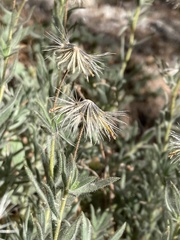 Carlquistia muirii