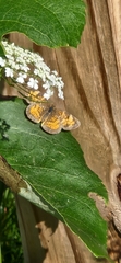 Phyciodes cocyta