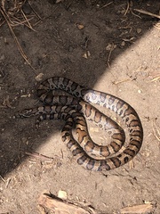 Lampropeltis triangulum