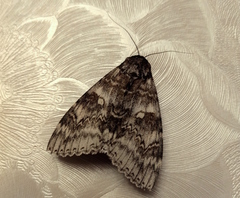 Catocala fraxini