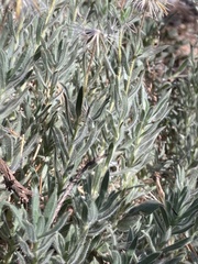 Carlquistia muirii