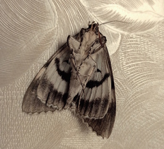 Catocala fraxini
