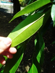 Ficus maclellandii