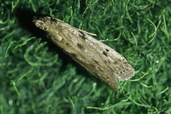 Phycitodes binaevella