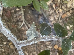 Grylloprociphilus imbricator