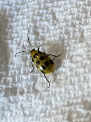 Diabrotica undecimpunctata