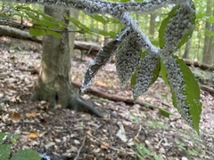 Grylloprociphilus imbricator