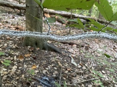 Grylloprociphilus imbricator