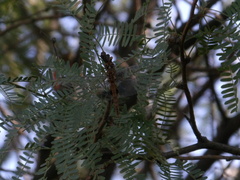 Pantala hymenaea
