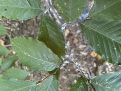 Grylloprociphilus imbricator