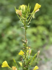 Oenothera parviflora
