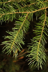 Pseudotsuga menziesii