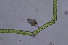 Rotifera