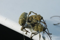 Curculio glandium