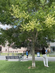 Styphnolobium japonicum