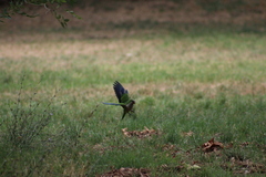 Myiopsitta monachus