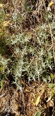 Teucrium polium