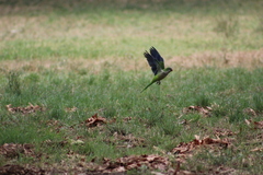 Myiopsitta monachus