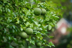 Citrus trifoliata