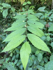 Juglans cinerea