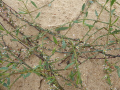 Polygonum arenarium