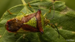 Acanthosoma haemorrhoidale