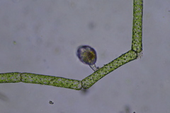 Rotifera