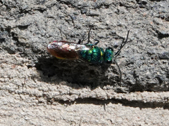 Chrysis ignita