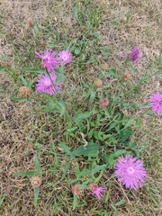 Centaurea jacea