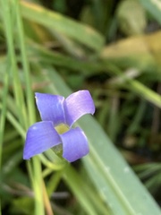 Gentianopsis