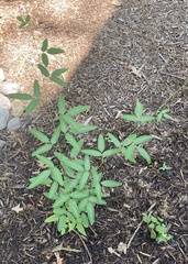 Desmodium paniculatum