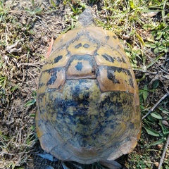 Testudo hermanni