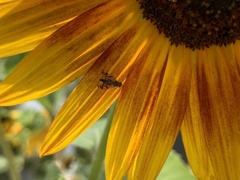 Neotephritis finalis