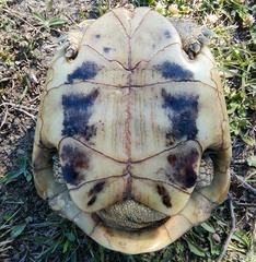 Testudo hermanni