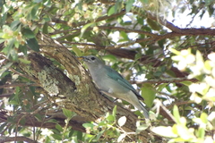 Thraupis sayaca