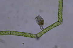 Rotifera