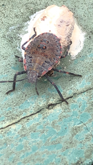 Brochymena quadripustulata