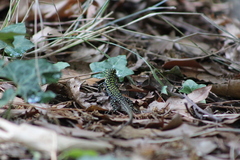 Podarcis muralis nigriventris