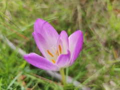 Colchicum