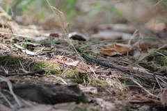 Podarcis muralis nigriventris