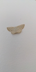 Scopula immutata
