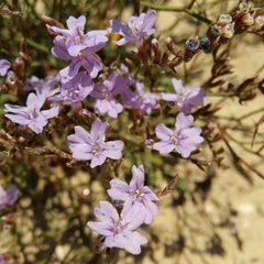 Limonium