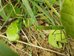 Mantidae