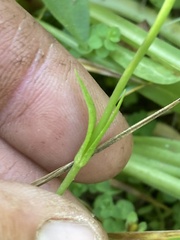 Gentianopsis
