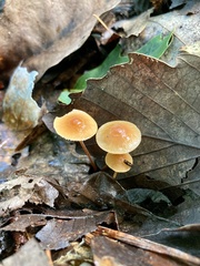 Marasmius