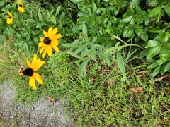 Rudbeckia