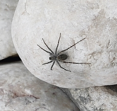 Lycosoidea
